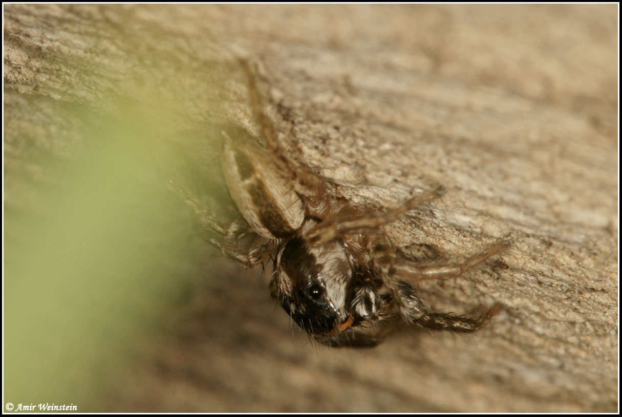 Araneae d''Israele